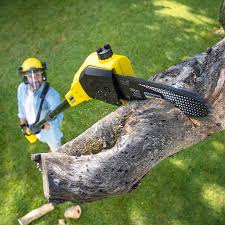 Best Tree Health Inspection  in East Grand Forks, MN